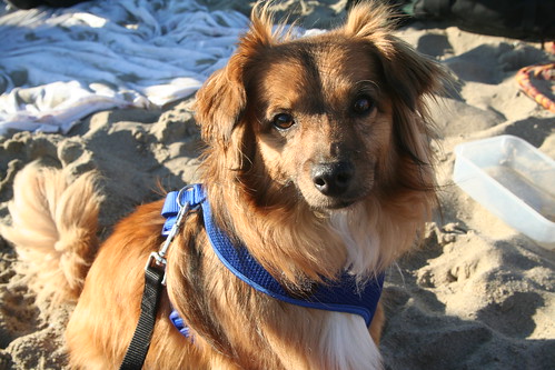 Beach Doggy