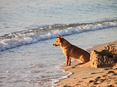 Dog-on-the-Beach-at-Sunrise__64858
