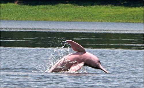 粉紅河豚在水中呈現的風采。(「Projeto Boto」攝)