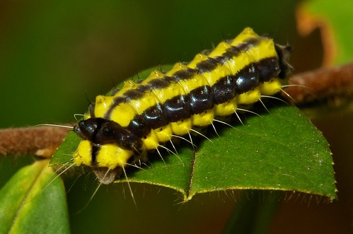 Achelura Caterpillar (Zygaenidae)