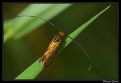 Lepidoptera/Adelidae