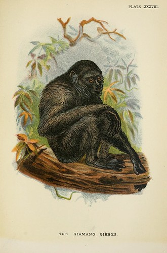 021-El gibon siamang-A hand-book  to the primates-Volume 2-1896- Henry Ogg Forbes