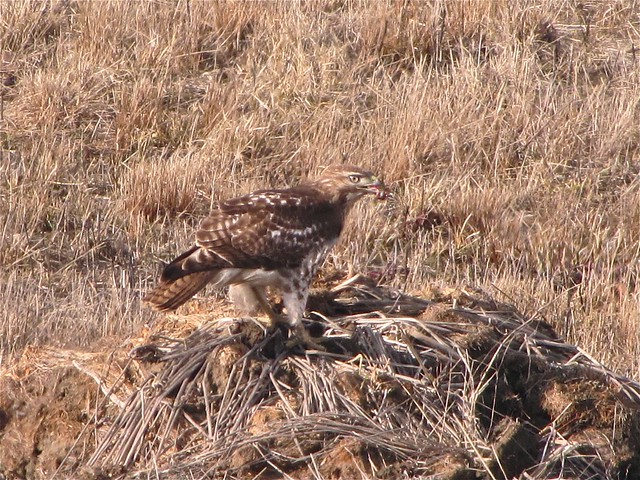 Red-tailed Hawk in McLean County, IL 05
