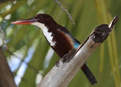 Birds Sri Lanka