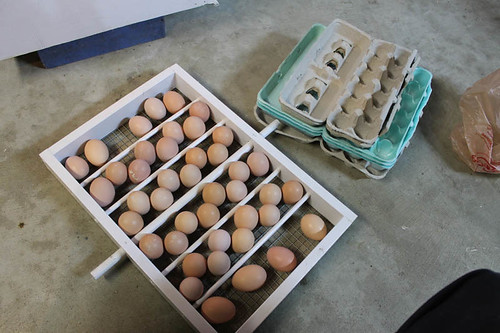 Loading eggs