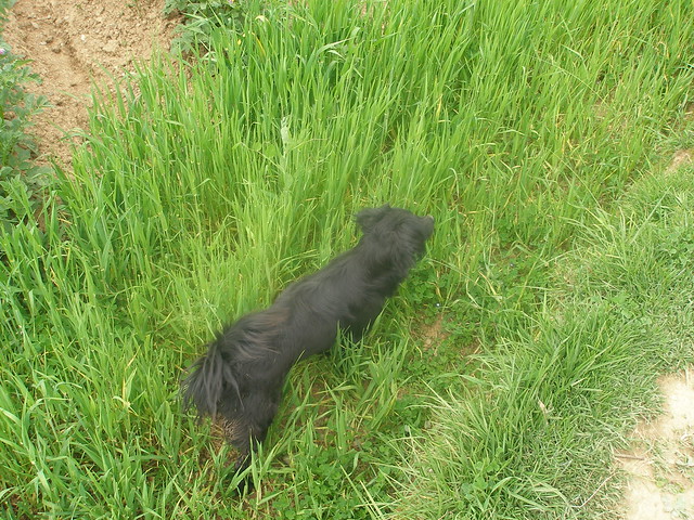 Black dog weaving through crops