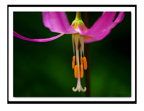 Pink Fawn Lily ~ by Lisa 1377