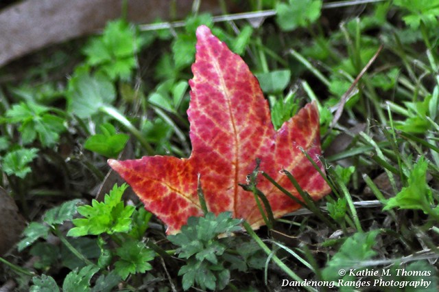 Liquidamber autumn leaf