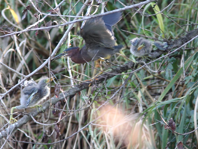 Green Heron chicks surround male nest 4HT 20120422