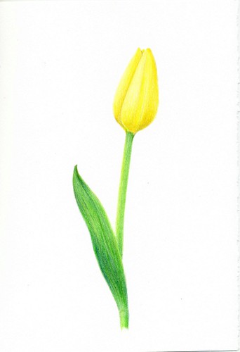 2012_02_26_tulip_02