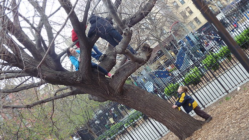 Tree Climbers in Tompkins Square Park