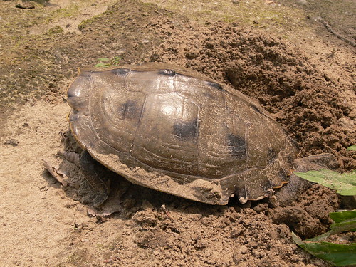 Map Turtle laying eggs on a sandbar near Rocheport. 