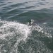 Shark dive in Gantsbaai, South Africa - IMG_3956_CR2.jpg