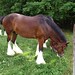 Clydesdales Grazing 4
