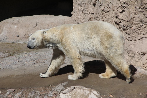 Denver\'s Polar Bears!