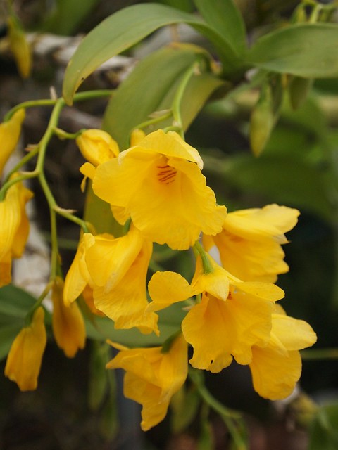 Dendrobium Golden Fantasy