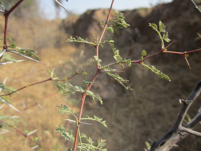 thorns in Rajasthan