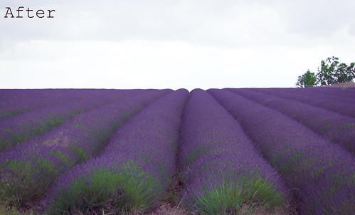 lavendar_fields.jpg