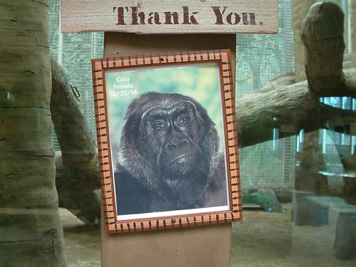 Thank You for Loving Gorillas. by Sunshine Gorilla