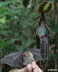 Bat in pitcher plant