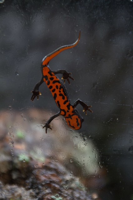 Ferocious Salamander