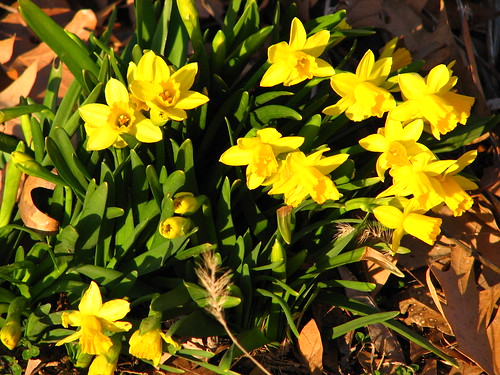Tete-a-Tete daffodils