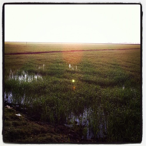 Paddy field bathed in morning sunlight