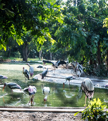 Thailand. Bangkok Dusit Zoo