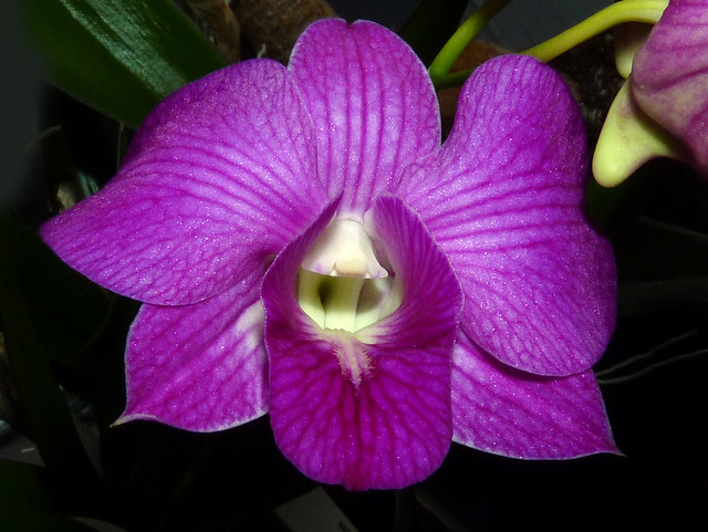 Dendrobium Wannee Stripe hybrid orchid