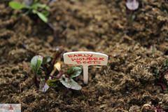 Planting a vegetable garden