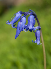 French Bluebell