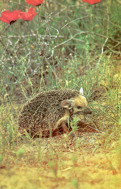 Почта за 24-е марта :))) Hedgehog with poppies, 1985