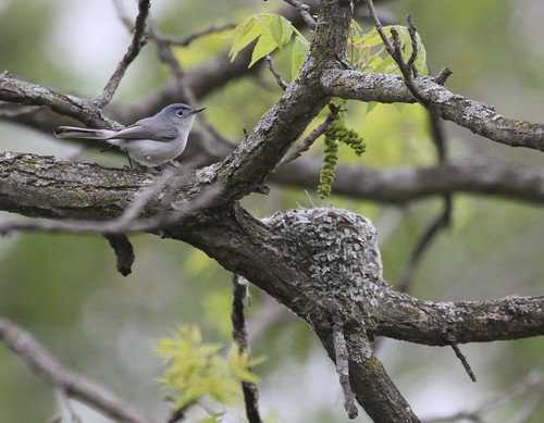 Blue-gray Gnatcatcher at Nest