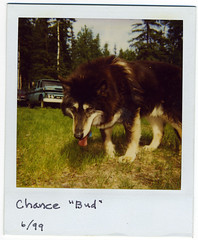 The 1999 Polaroid Dogs