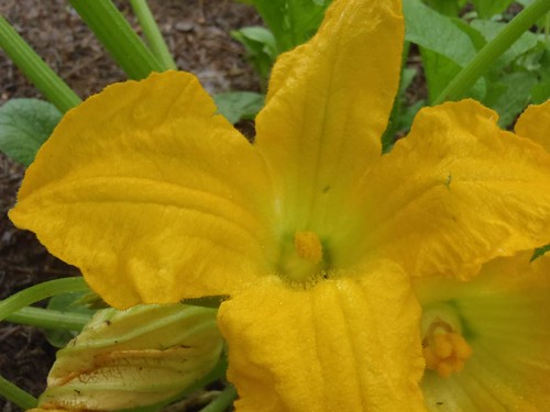 Squash Pollination: Why Your Plants Aren't Yielding Enough Fruit