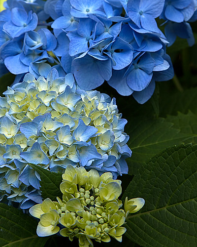 3 stages of hydrangea bloom by Southernpixel Alby