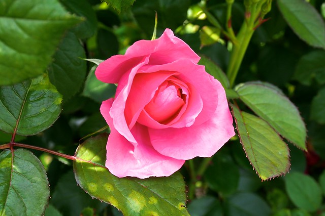 Rose garden of Kanbee Fujisawa