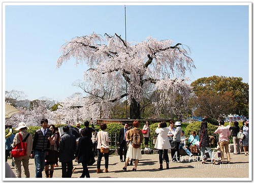 圓山公園櫻花