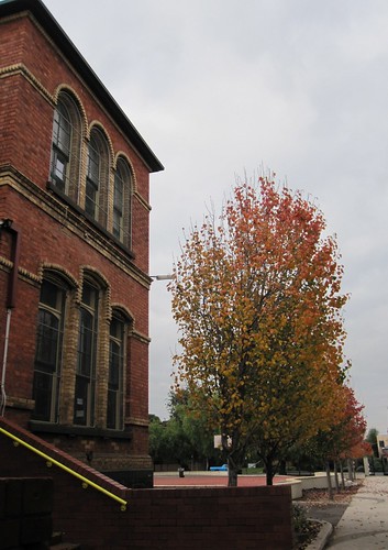 Gold Street Primary with autumnal trees 52/23/1 by Collingwood Historical Society