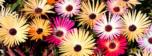 FB Cover Multicolor Flowers