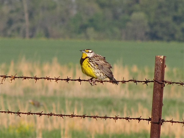 Eastern Meadowlark at Prairie Ridge SNA 01