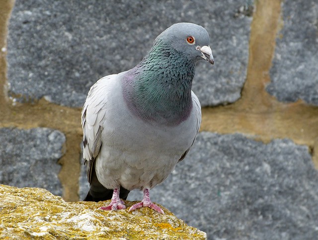 25836 - Feral Pigeon, Lyme Regis