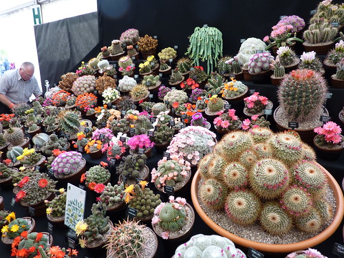 Cactusland @ Malvern Garden Show by srboisvert