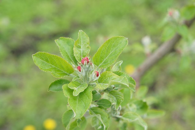 りんごのつぼみ_トキ（2012年5月）