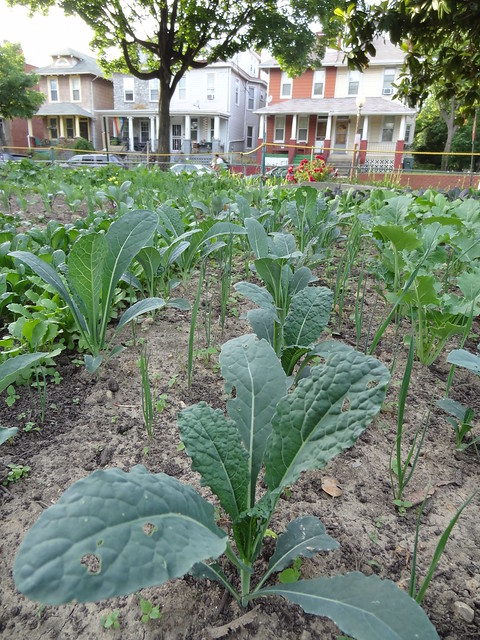 Growing at Dorothy Day Catholic Worker House