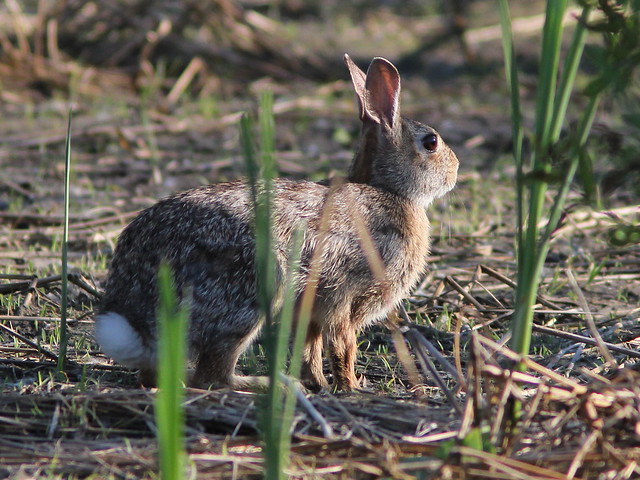 Cottontail Rabbit 20120525