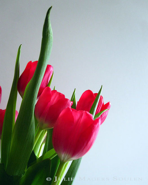 a brilliant red bouquet of spring tulips fresh from the garden