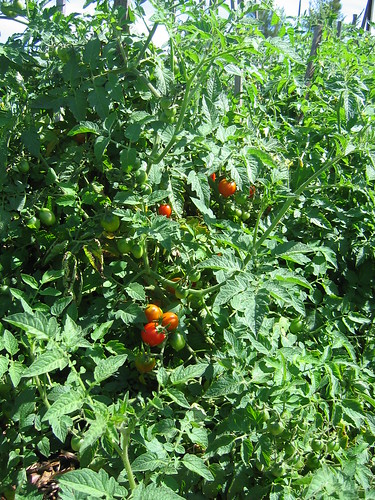 Tomato bed Jan 2012