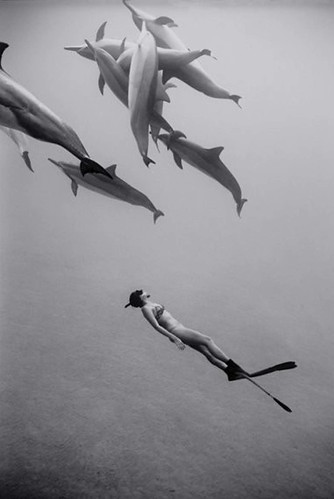 swimming with dophins via splitpeavintage