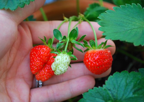 potted strawberries